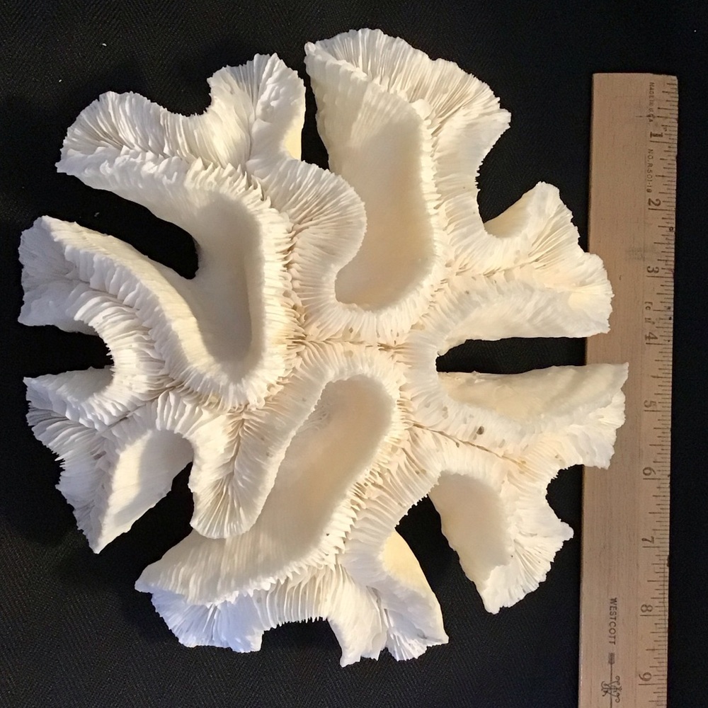 Authentic White Brain Coral Specimen - Picture 7 of 9